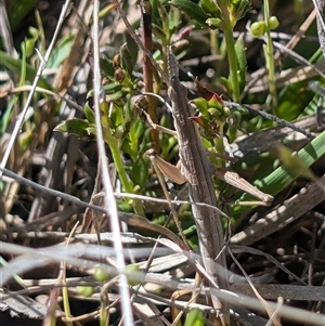 Keyacris scurra at Forde, ACT - 17 Oct 2024 10:05 AM