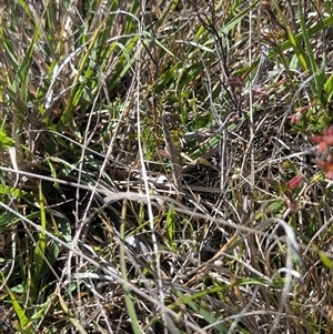 Keyacris scurra at Forde, ACT - 17 Oct 2024 10:05 AM