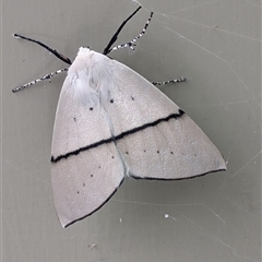 Gastrophora henricaria (Fallen-bark Looper, Beautiful Leaf Moth) at Mitchell, ACT - 23 Oct 2024 by EmmaCook