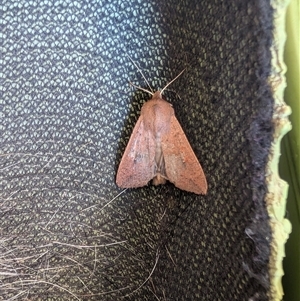 Mythimna (Pseudaletia) convecta at Nicholls, ACT - 3 Jan 2025 05:53 PM