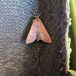 Mythimna (Pseudaletia) convecta at Nicholls, ACT - 3 Jan 2025 05:53 PM