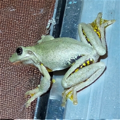 Litoria peronii (Peron's Tree Frog, Emerald Spotted Tree Frog) at Braidwood, NSW - 7 Feb 2025 by MatthewFrawley