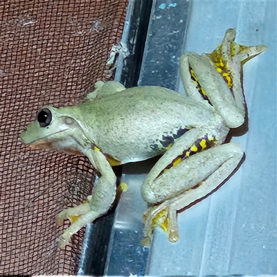 Litoria peronii (Peron's Tree Frog, Emerald Spotted Tree Frog) at Braidwood, NSW - 7 Feb 2025 by MatthewFrawley