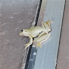 Litoria peronii at Braidwood, NSW - Yesterday 09:53 PM