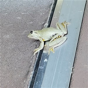 Litoria peronii at Braidwood, NSW - Yesterday 09:53 PM