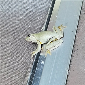 Litoria peronii at Braidwood, NSW - Yesterday 09:53 PM