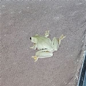 Litoria peronii at Braidwood, NSW - Yesterday 09:53 PM