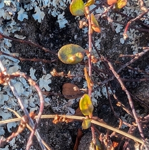 Muehlenbeckia axillaris at Rendezvous Creek, ACT - 3 Jul 2024 11:19 AM