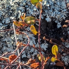 Muehlenbeckia axillaris at Rendezvous Creek, ACT - 3 Jul 2024 11:19 AM