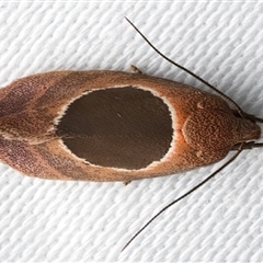 Hoplomorpha abalienella (Hoplomorpha abalienella) at Bulli, NSW - 7 Feb 2025 by jb2602