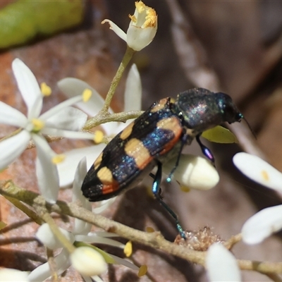 Castiarina sexplagiata (Jewel beetle) at Mongarlowe, NSW - 6 Feb 2025 by LisaH