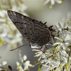 Jalmenus ictinus (Stencilled Hairstreak) by LisaH