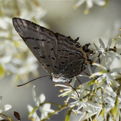 Jalmenus ictinus (Stencilled Hairstreak) at Mongarlowe, NSW by LisaH