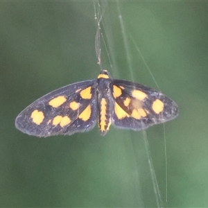 Asura cervicalis at Mongarlowe, NSW - suppressed