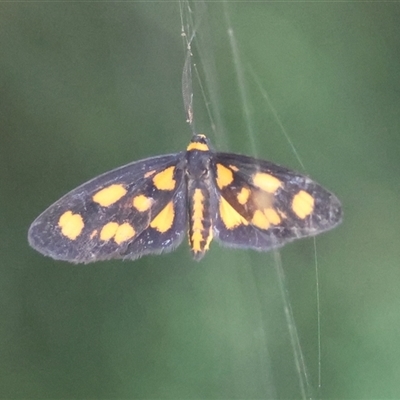 Asura cervicalis (Spotted Lichen Moth) at Mongarlowe, NSW - 6 Feb 2025 by LisaH