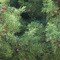 Asura cervicalis at Mongarlowe, NSW - suppressed