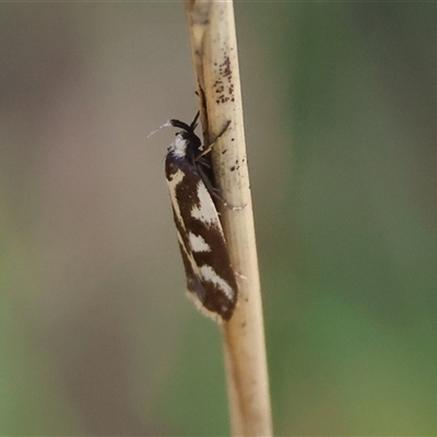 Epithymema incomposita (Chezela group) at Mongarlowe, NSW - 6 Feb 2025 by LisaH