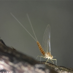 Ephemeroptera (order) (Unidentified Mayfly) at Mongarlowe, NSW - 6 Feb 2025 by LisaH