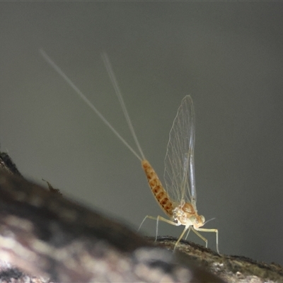 Ephemeroptera (order) (Unidentified Mayfly) at Mongarlowe, NSW - 6 Feb 2025 by LisaH