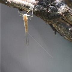 Ephemeroptera (order) at Mongarlowe, NSW - suppressed