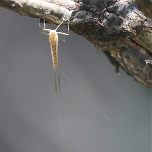 Ephemeroptera (order) at Mongarlowe, NSW - suppressed