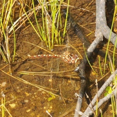 Unidentified Dragonfly (Anisoptera) at Tharwa, ACT - 5 Feb 2025 by Harrisi