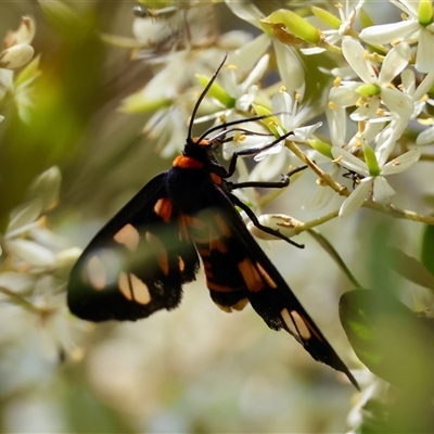 Amata (genus) (Handmaiden Moth) at Mongarlowe, NSW - 6 Feb 2025 by LisaH