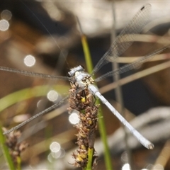 Unidentified Dragonfly (Anisoptera) at Tharwa, ACT - 5 Feb 2025 by Harrisi