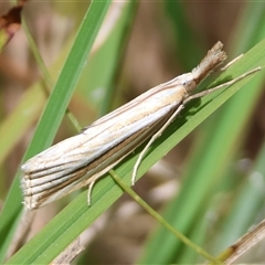 Hednota species near grammellus (Pyralid or snout moth) at Mongarlowe, NSW - 6 Feb 2025 by LisaH