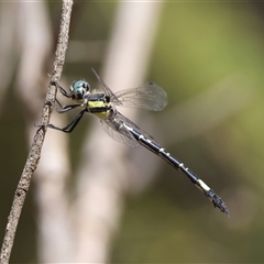 Parasynthemis regina (Royal Tigertail) at Mongarlowe, NSW - 6 Feb 2025 by LisaH