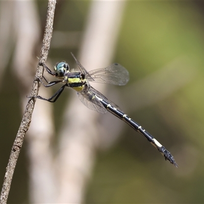 Parasynthemis regina (Royal Tigertail) by LisaH