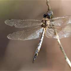 Hemicordulia australiae (Australian Emerald) at Mongarlowe, NSW - 6 Feb 2025 by LisaH