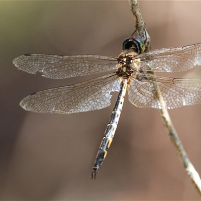 Hemicordulia australiae (Australian Emerald) by LisaH