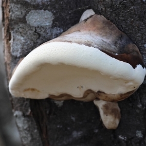 Unidentified Shelf-like to hoof-like & usually on wood by LisaH