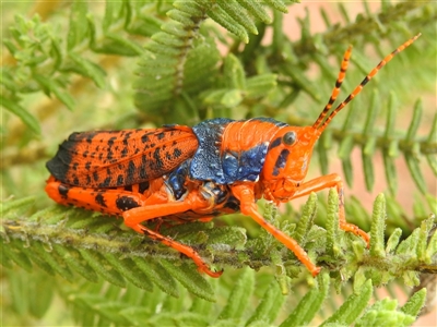 Petasida ephippigera (Leichhardt's grasshopper, Alyurr) by HelenCross