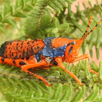 Petasida ephippigera (Leichhardt's grasshopper, Alyurr) by HelenCross