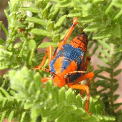 Petasida ephippigera at suppressed - suppressed