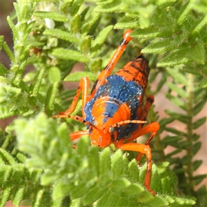 Petasida ephippigera at suppressed - suppressed