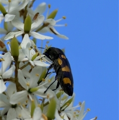 Castiarina australasiae (A jewel beetle) at Mongarlowe, NSW - 6 Feb 2025 by LisaH