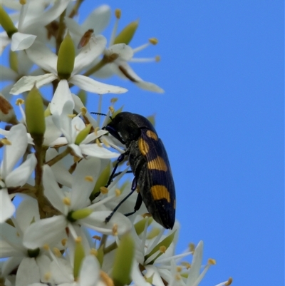 Castiarina australasiae (A jewel beetle) at Mongarlowe, NSW by LisaH