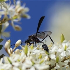 Gasteruption sp. (genus) (Gasteruptiid wasp) at Mongarlowe, NSW - 6 Feb 2025 by LisaH