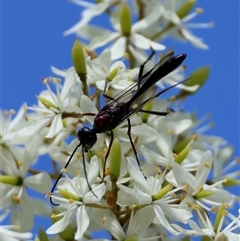 Gasteruption sp. (genus) at Mongarlowe, NSW - suppressed