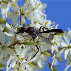 Gasteruption sp. (genus) at Mongarlowe, NSW - suppressed