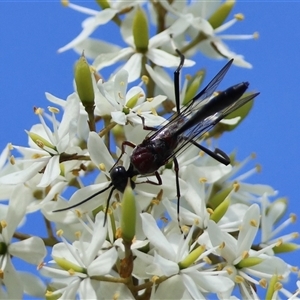 Gasteruption sp. (genus) at Mongarlowe, NSW - suppressed