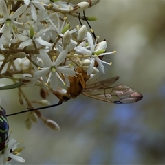 Unidentified Wasp (Hymenoptera, Apocrita) by LisaH