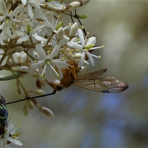 Unidentified Wasp (Hymenoptera, Apocrita) by LisaH