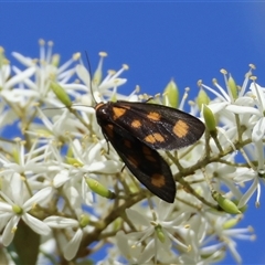 Asura compsodes (A Lichen moth (Arctiinae, Erebidae) at Mongarlowe, NSW - 6 Feb 2025 by LisaH