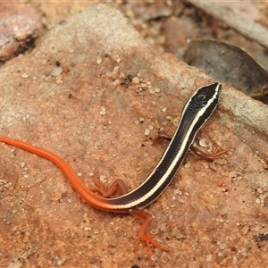 Unidentified Skink at Kakadu, NT - Yesterday by HelenCross