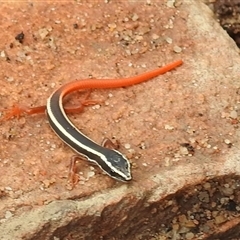 Morethia ruficauda at suppressed - suppressed