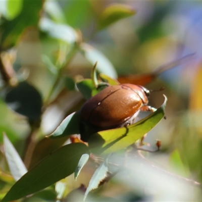 Unidentified Scarab beetle (Scarabaeidae) by LisaH